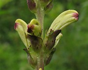 IMG_7538b
