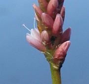 IMG_3768