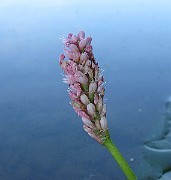 IMG_3769