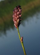 IMG_3778
