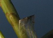 IMG_3779
