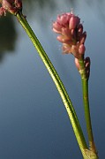 IMG_3780