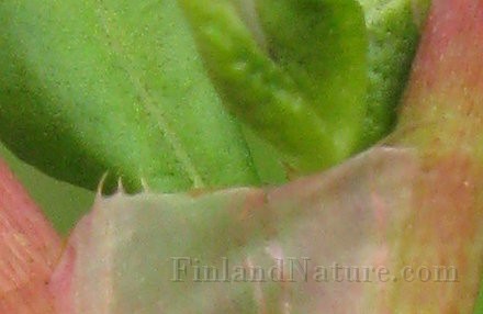 IMG_3916.jpg