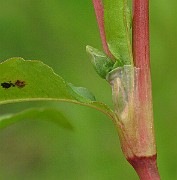 IMG_3915