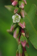 IMG_3917