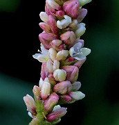 IMG_5853