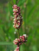 IMG_6578