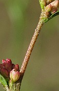 IMG_6619