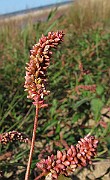 IMG_9986