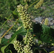 IMG_4470