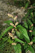 IMG_6833