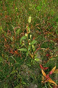 IMG_7016