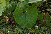 IMG_1094