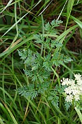 IMG_1910