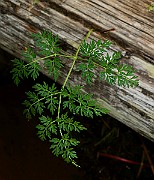 IMG_1913