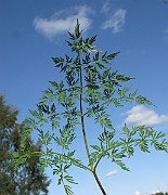 IMG_4455