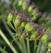 IMG_4797
