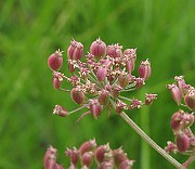 IMG_9302