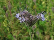 IMG_0245