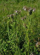 IMG_6148