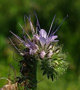 IMG_6158