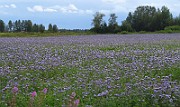 IMG_7011