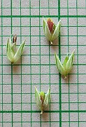 IMG_4547b