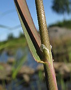 IMG_7879