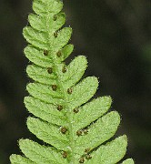 IMG_4892b