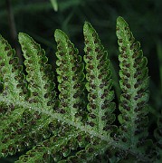 IMG_8700