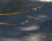 IMG_8709