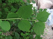 IMG_7221