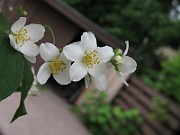 IMG_7225