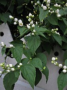 IMG_7238