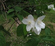 IMG_8398