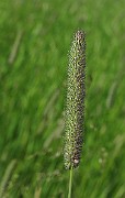 IMG_6149