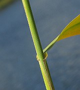 IMG_1932