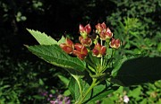 IMG_8877
