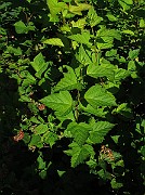 IMG_8881
