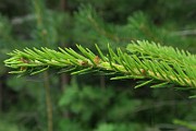 IMG_0100