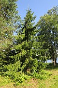 IMG_0366