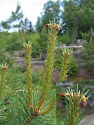 Picea_abies