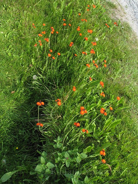 Hieracium_aurantium1.jpg