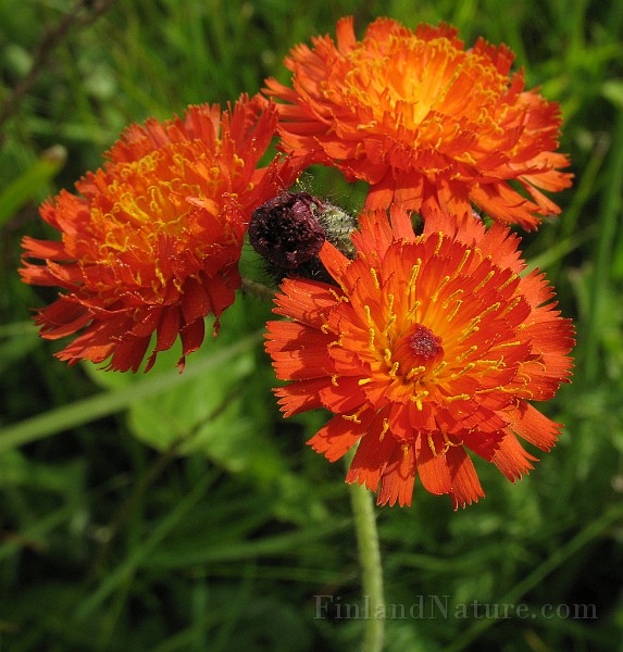 Hieracium_aurantium4.jpg