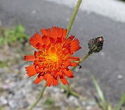IMG_7652