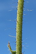 IMG_7657