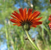 IMG_7969