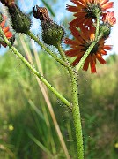 IMG_7970