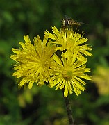 IMG_3380