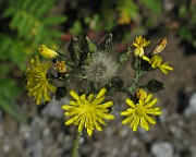 IMG_3381